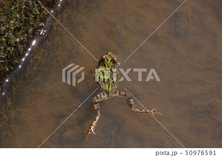 水田のアマガエル 50976591