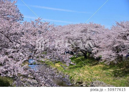 藤田川 ふれあい桜 藤田川 ふれあい桜 50977615
