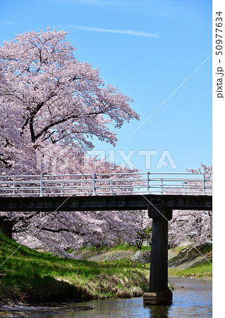 藤田川　ふれあい桜 50977634