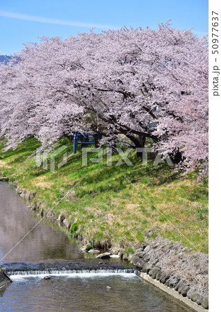 藤田川 ふれあい桜 藤田川 ふれあい桜 50977637