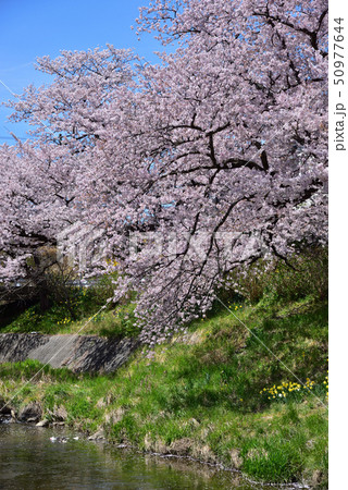 藤田川 ふれあい桜 藤田川 ふれあい桜 50977644