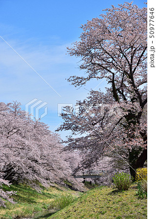 藤田川　ふれあい桜 50977646