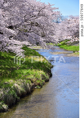 藤田川 ふれあい桜 藤田川 ふれあい桜 50977649