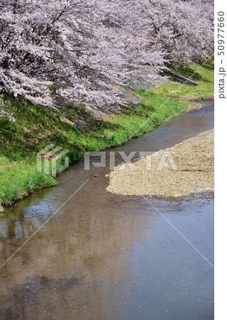 藤田川　ふれあい桜 50977660