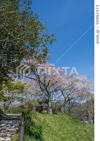 山城　月山富田城　春　 50982473