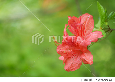 風景花写真 癒やし系 ポストカード ツツジの花 ミドリバック 新緑 初夏 爽やか 香り立つ コピースの写真素材