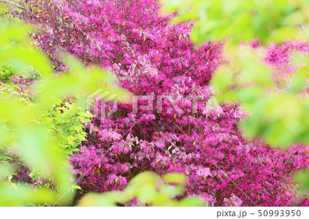 ベニバナトキワマンサクの花 ベニバナトキワマンサクの花 50993950