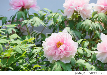牡丹の花 牡丹の花 50993979