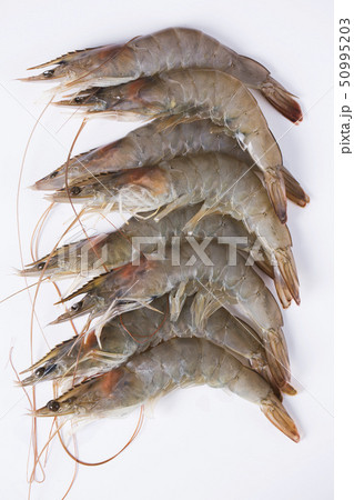 Close up of winter food ingredients Isolated on white background - salsify, oyster, mussel, shrimp and clam 154 50995203