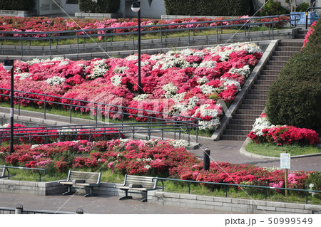 千住大川端公園のツツジ 千住大川端公園のツツジ 50999549