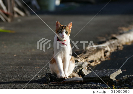 ねこ ねこ 51000096