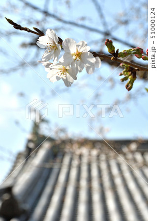 皇居周辺散歩:清水門の桜 皇居周辺散歩:清水門の桜 51000124