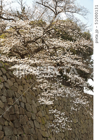 皇居周辺散歩:皇居お堀 牛ケ淵の石垣 皇居周辺散歩:皇居お堀 牛ケ淵の石垣 51000131