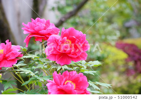 牡丹の花 51000542