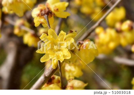 黄梅の花 黄梅の花 51003018