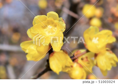 黄梅の花 51003024