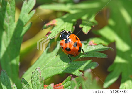 ナナホシテントウムシ 51003300