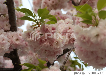 隅田公園に咲く八重桜 隅田公園に咲く八重桜 51003713