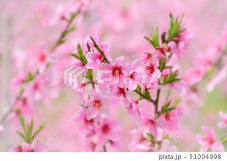 桃の花 51004998