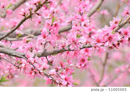 桃の花 桃の花 51005005