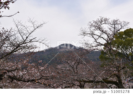 哲学の道 関雪桜と大文字(如意ヶ岳) 哲学の道 関雪桜と大文字(如意ヶ岳) 51005278