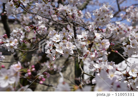 哲学の道 関雪桜 哲学の道 関雪桜 51005331