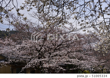 哲学の道 関雪桜 哲学の道 関雪桜 51005334