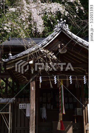 大豊神社　枝垂れ桜 51005393