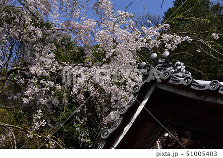 大豊神社　枝垂れ桜 51005403