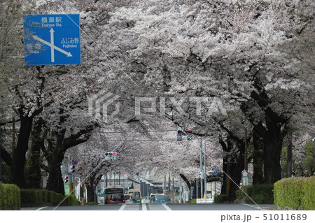 埼玉県富士見市 桜のトンネル 満開 鶴瀬 埼玉県富士見市 桜のトンネル 満開 鶴瀬 51011689