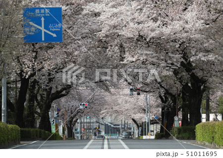 埼玉県富士見市　桜のトンネル 満開 鶴瀬 51011695