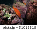 岩間に潜むハタの仲間 51012318