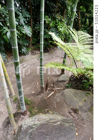 初夏の出水麓武家屋敷 初夏の出水麓武家屋敷 51014223