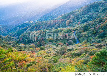 （神奈川県）箱根椿ラインの紅葉　夕景 51017395