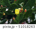 サボテンの花とつぼみ 51018263