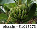 バナナの実 51018273