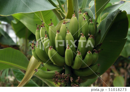 バナナの実 バナナの実 51018273