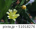 サボテンの花とつぼみc 51018276