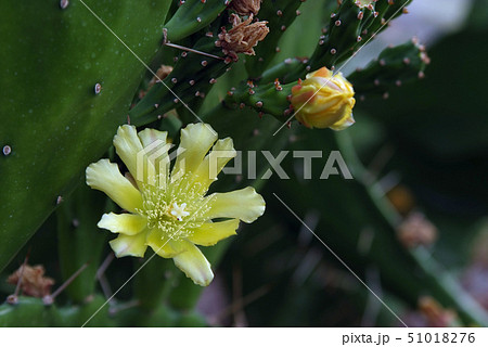 サボテンの花とつぼみc サボテンの花とつぼみc 51018276