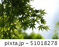 新緑のもみじ 51018278