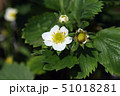 イチゴの花 51018281