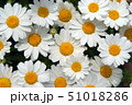 咲き並ぶマーガレット 51018286