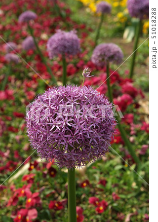 最大のネギボウズ、アリウム・グローブマスター 最大のネギボウズ、アリウム・グローブマスター 51018288