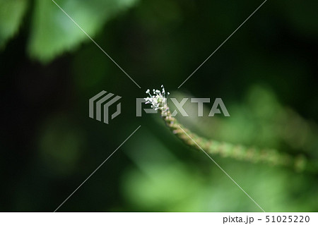 オオバコの花 オオバコの花 51025220