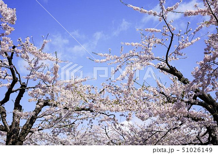 青空と桜　五稜郭公園　函館市 51026149