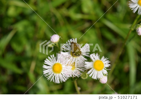 ハルジオンとコアオハナムグリ 51027171