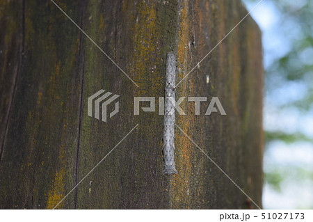 シャクトリムシ シャクトリムシ 51027173