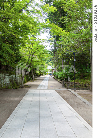 【神奈川県】北鎌倉 円覚寺の新緑 【神奈川県】北鎌倉 円覚寺の新緑 51029256