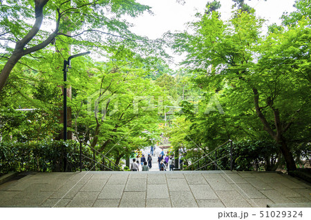 【神奈川県】北鎌倉　円覚寺の新緑 51029324