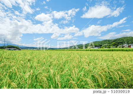 夏の田園風景 (8月) 夏の田園風景 (8月) 51030019